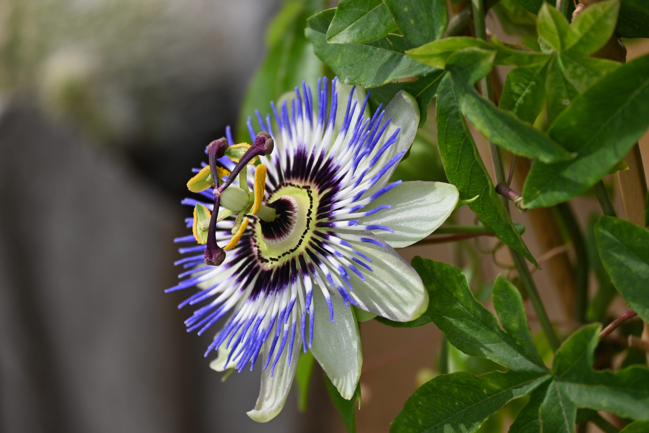 Passion Flower Vine