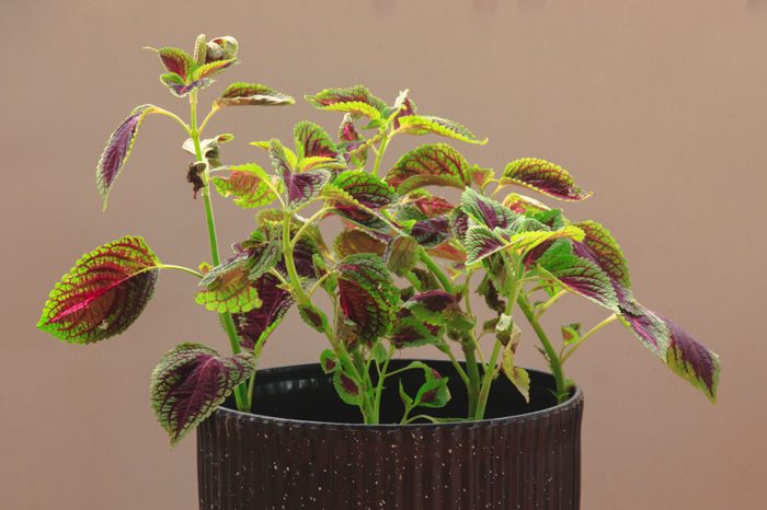 Coleus plants or Mayana in a pot