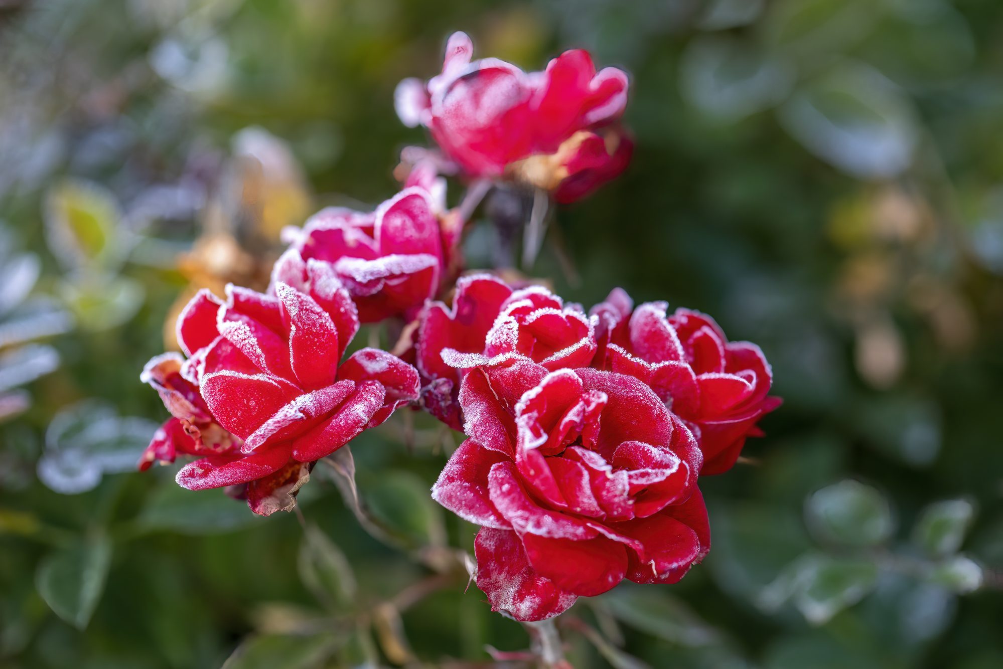 How to Winterize Rose Bushes