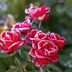 How to Winterize Rose Bushes