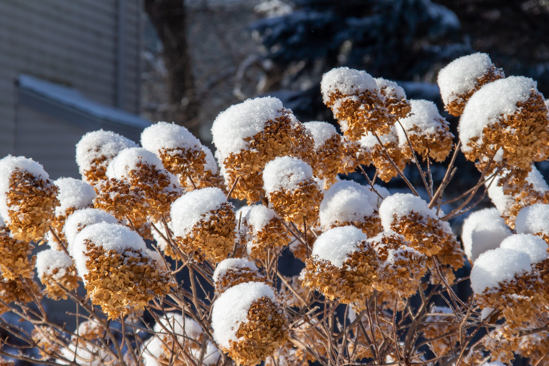 How to Properly Winterize Hydrangeas