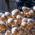 How to Properly Winterize Hydrangeas