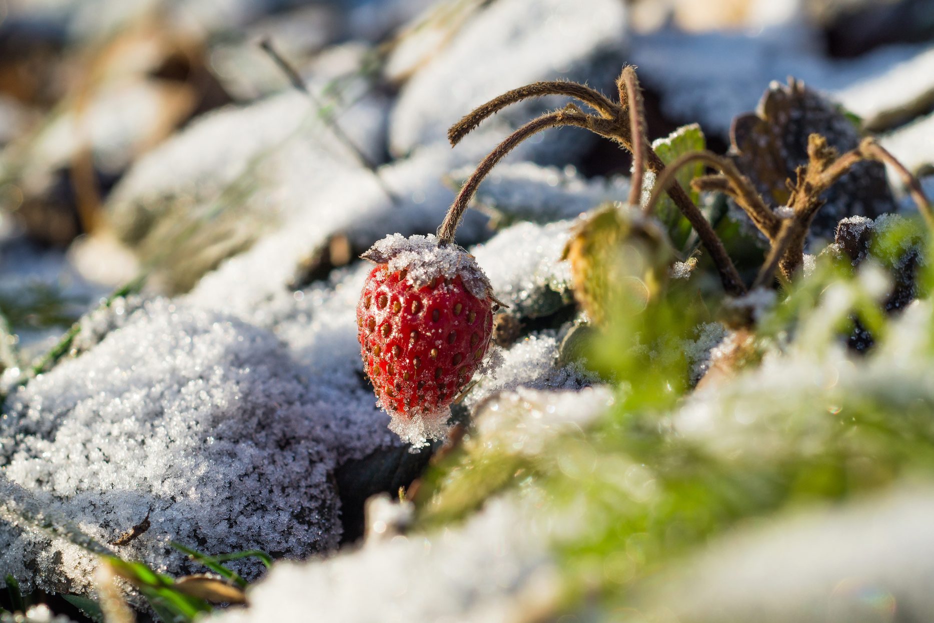 How to Winterize Strawberry Plants and Why You Should