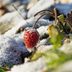 How to Winterize Strawberry Plants and Why You Should