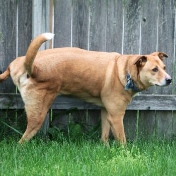 Dog peeing in backyard