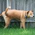 How To Stop Dogs from Marking Their Territory in Your Yard