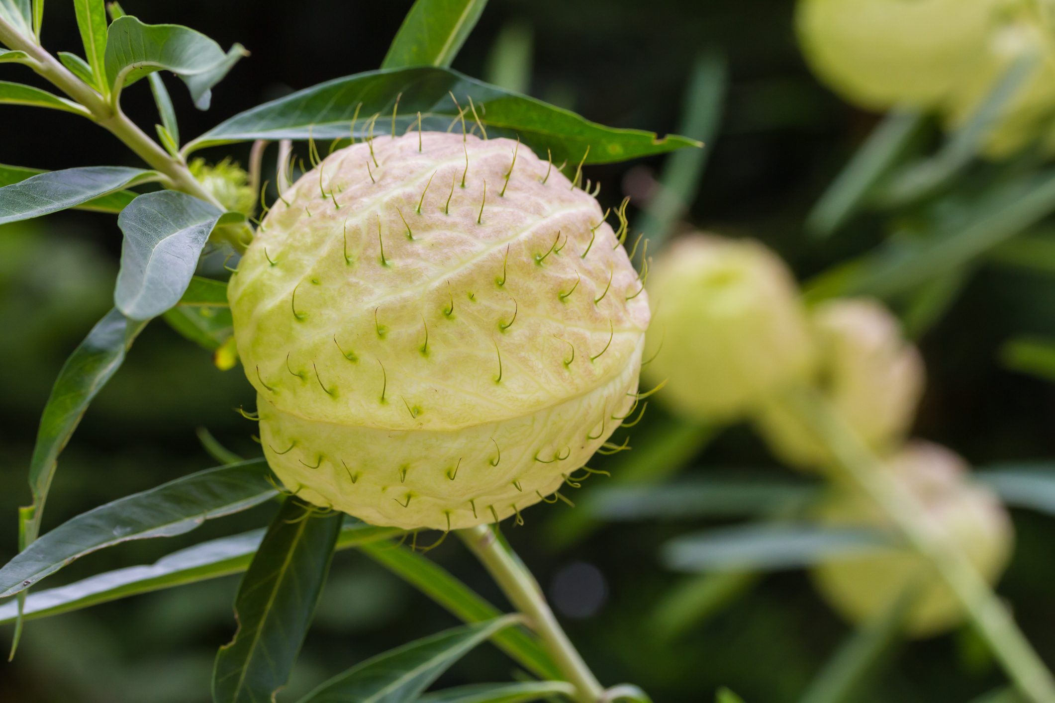 Gomphocarpus physocarpus, commonly known as balloonplan or swan plant