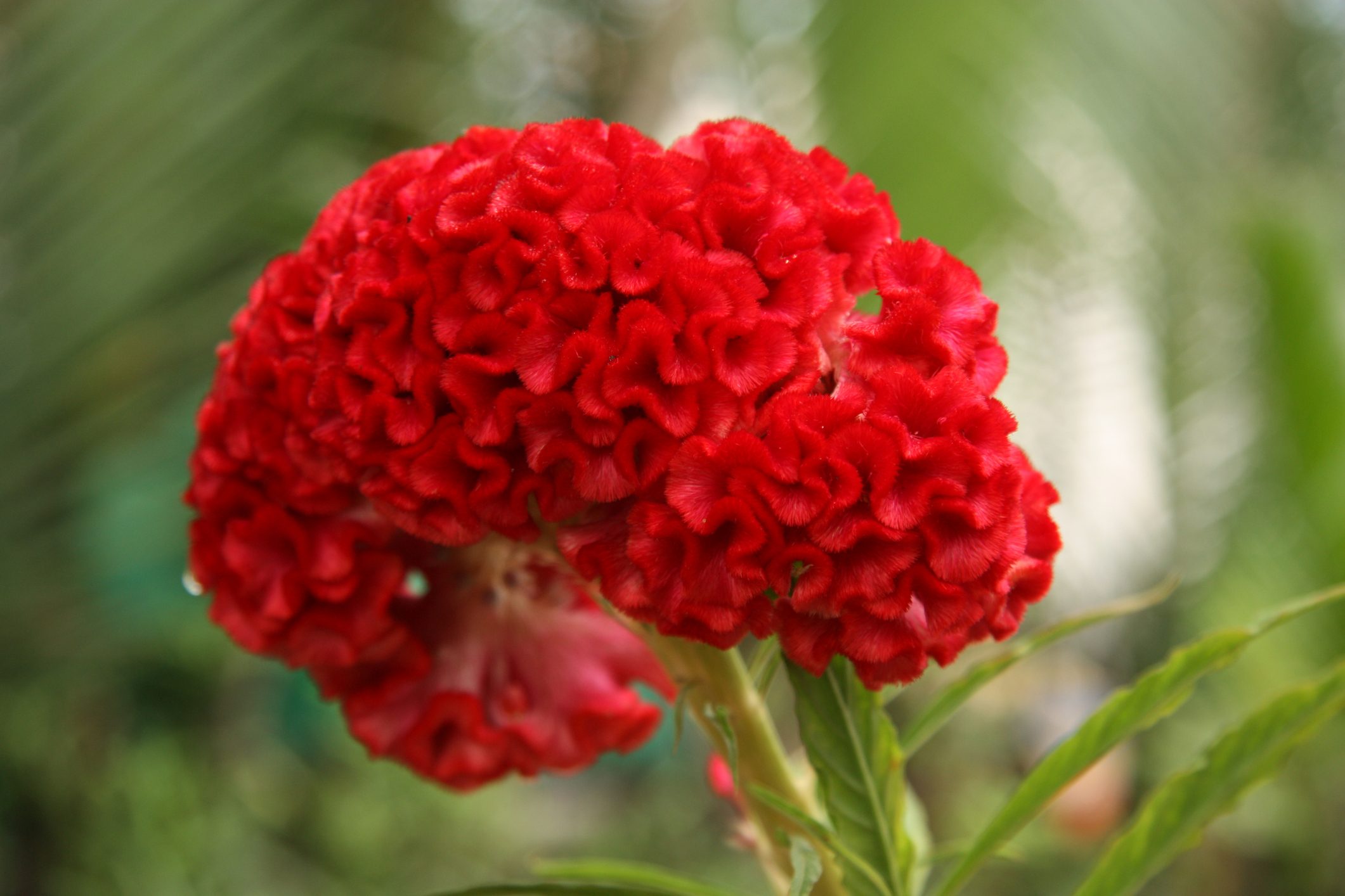 Brain Celosia flower or Cockscomb flower