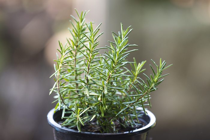 Rosmary plant inside for the winter