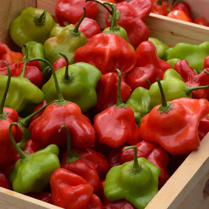 Mad Hatter Sweet Pepper Courtesy Of All America Selections