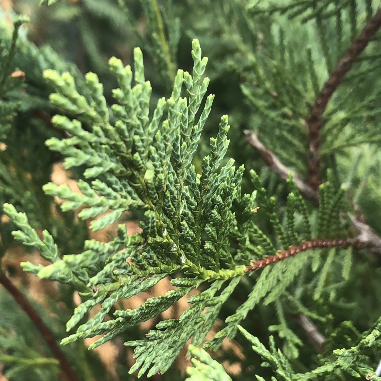 Leyland Cypress Tree