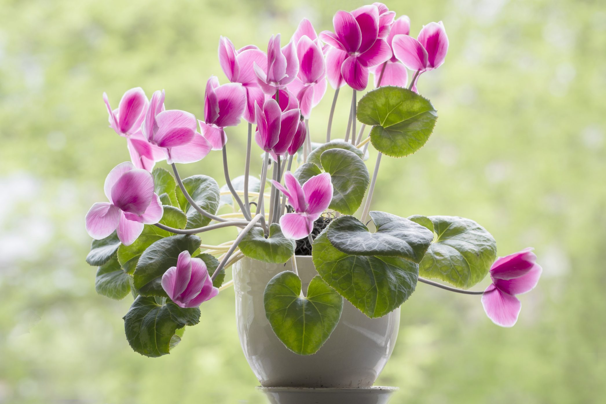 Blooming Cyclamen In A Pot