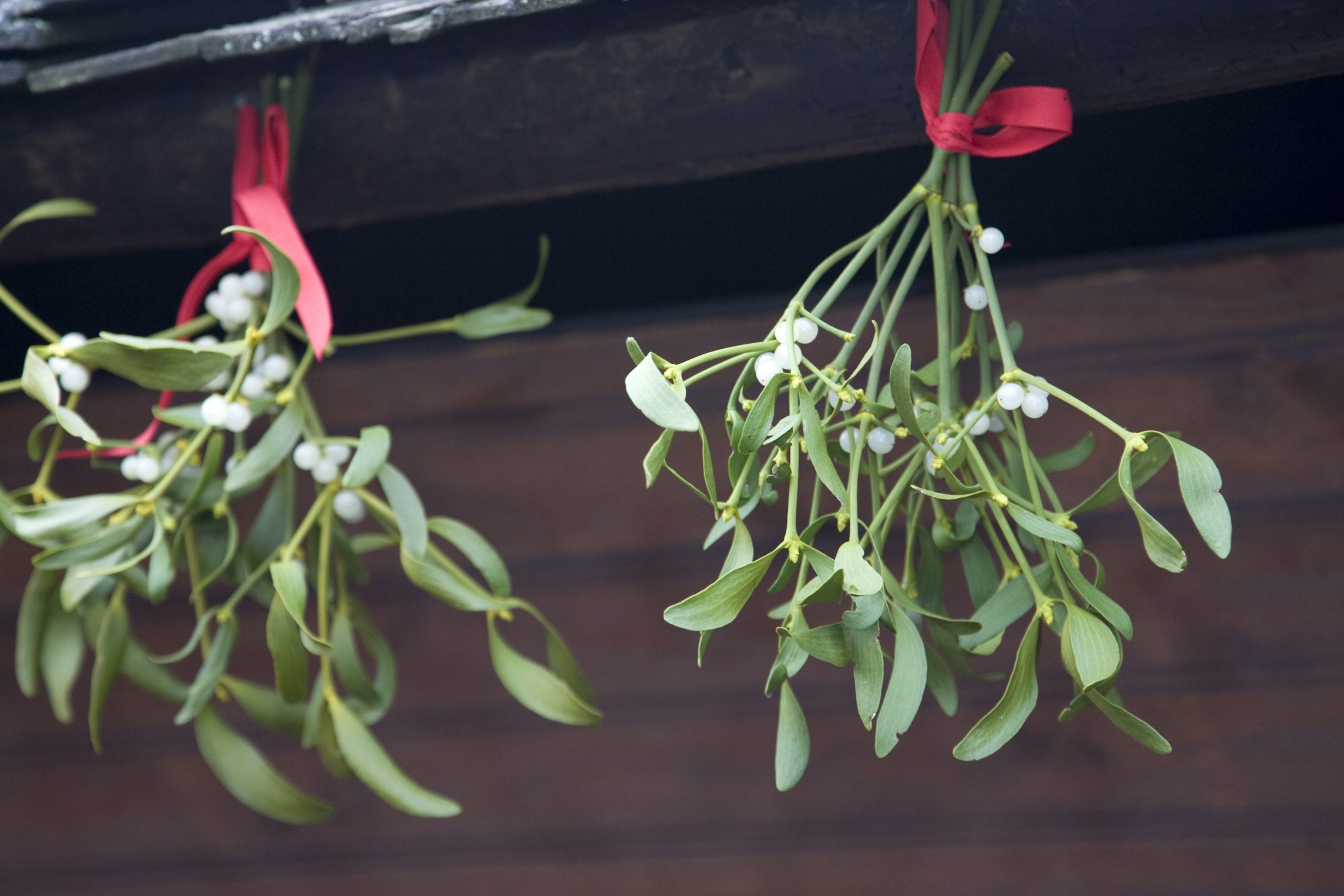 Mistletoe