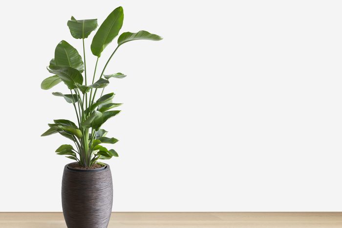 bright living room with a large house plant, copy space, room for text