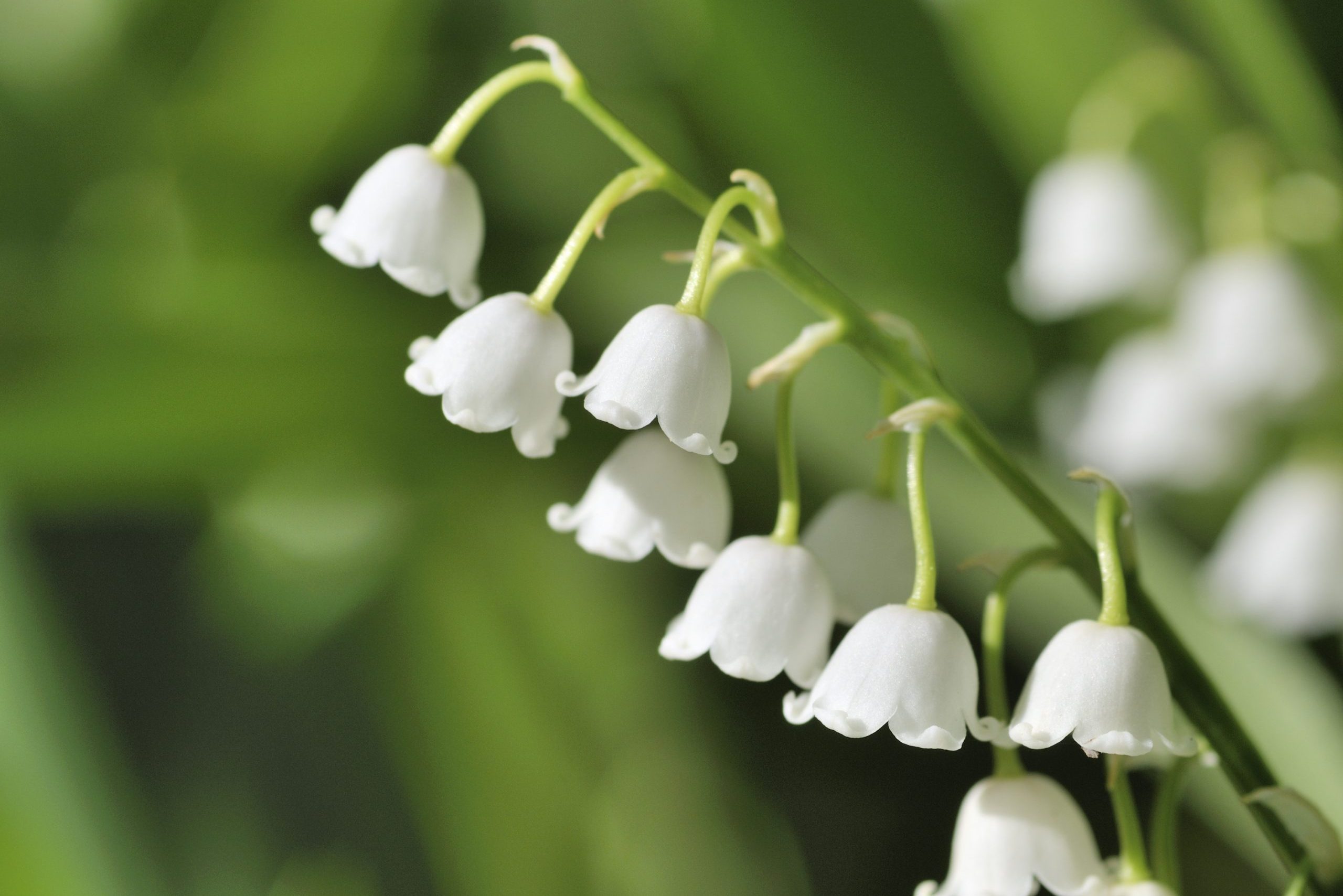 Lily of the valley in morning light