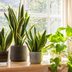 10 Must-Have Indoor Plants To Liven Up Your Entryway