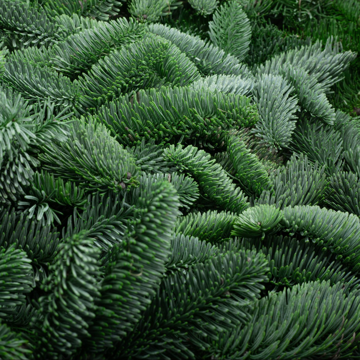 noble fir christmas tree branches close up