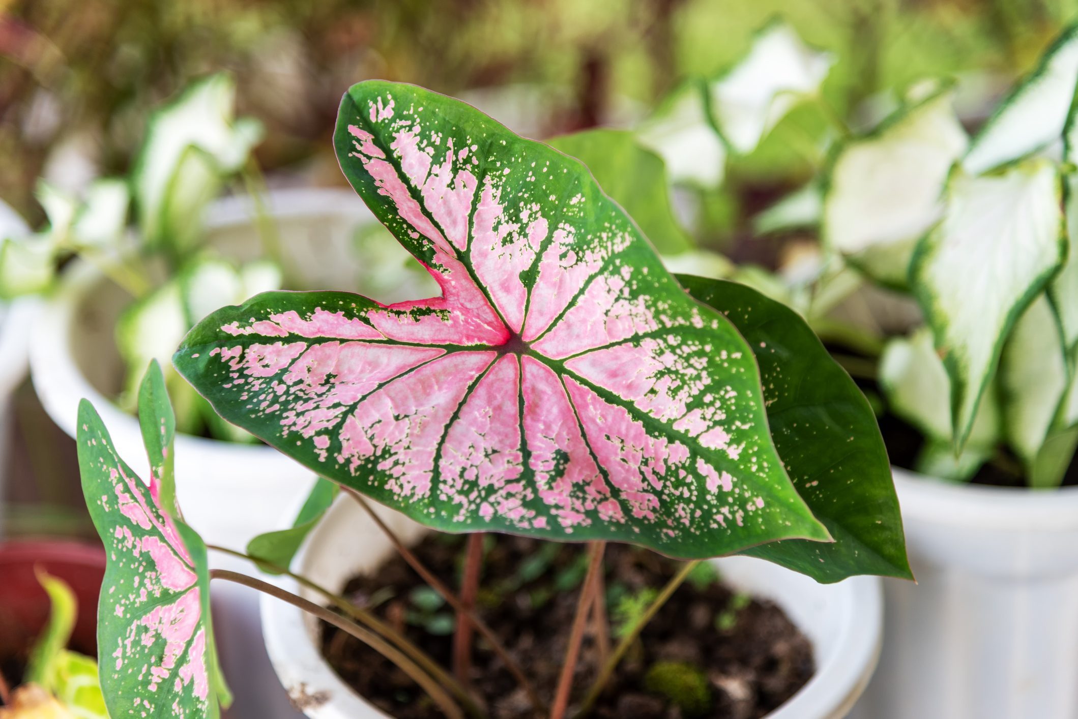 Caladium Pink Splash