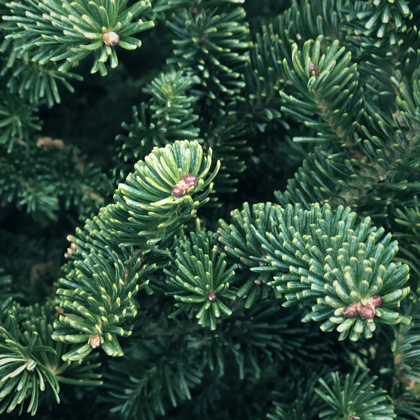 Christmas Fraser Fir Tree Branch close up