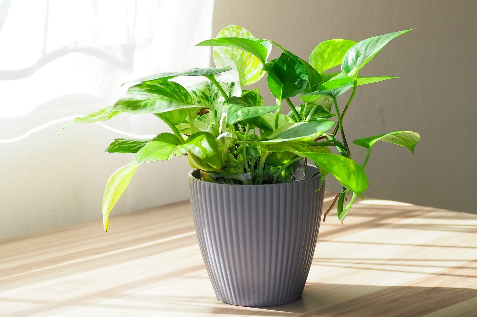 Golden green pothos or Epipremnum aureum on table at window in home and garden. Auspicious trees, trees purify the air.
