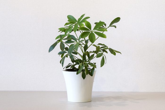 Mock up minimalist home interior with empty white wall and potted house plant