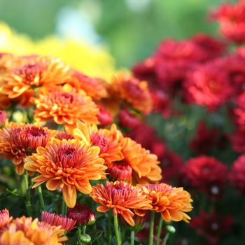 Chrysanthemum