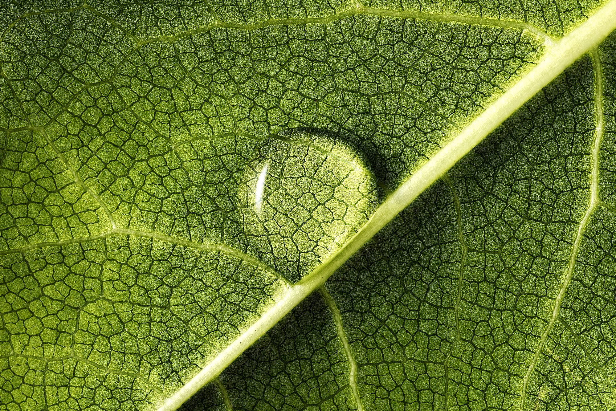 What It Means If Your Indoor Plant Has Water Droplets On Its Leaves