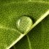 What It Means If Your Indoor Plant Has Water Droplets On Its Leaves