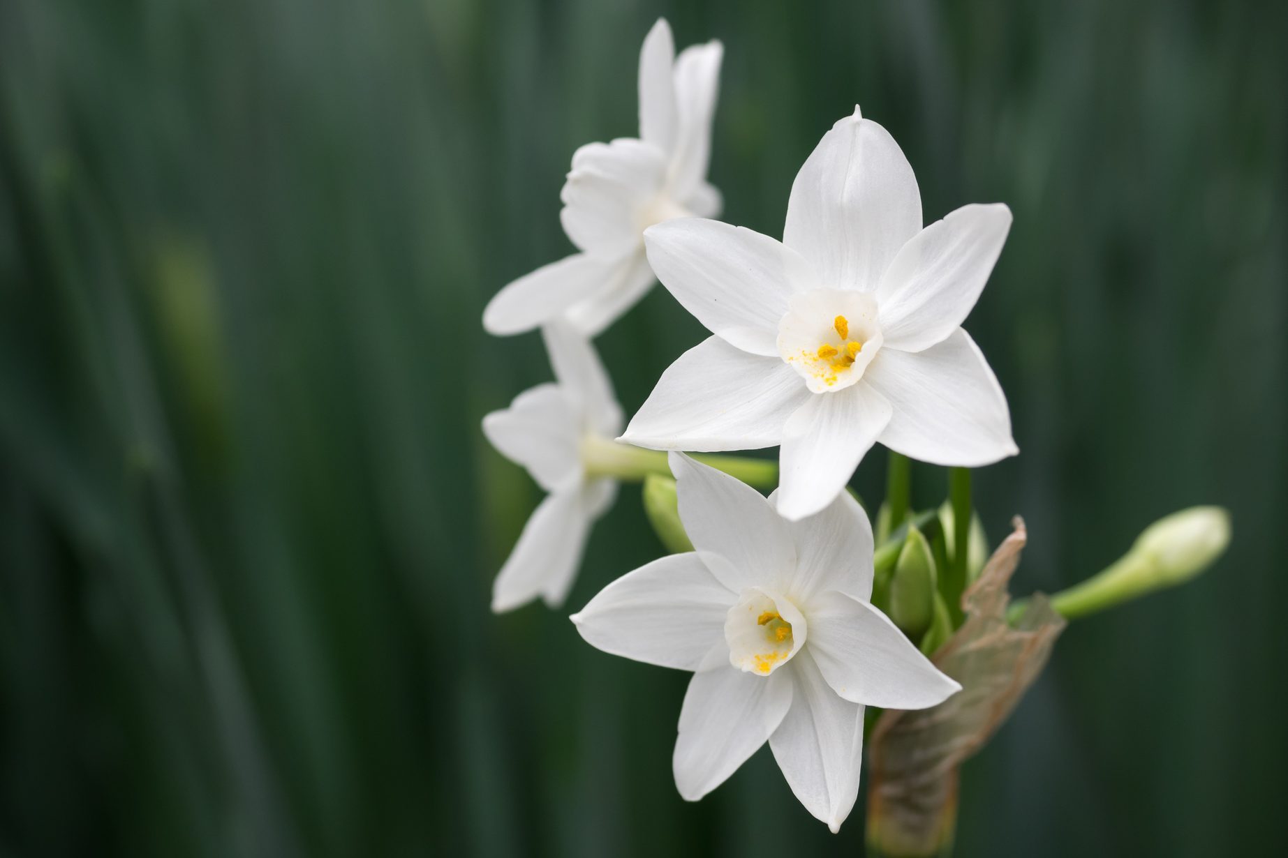 Beautiful pure white narcissus