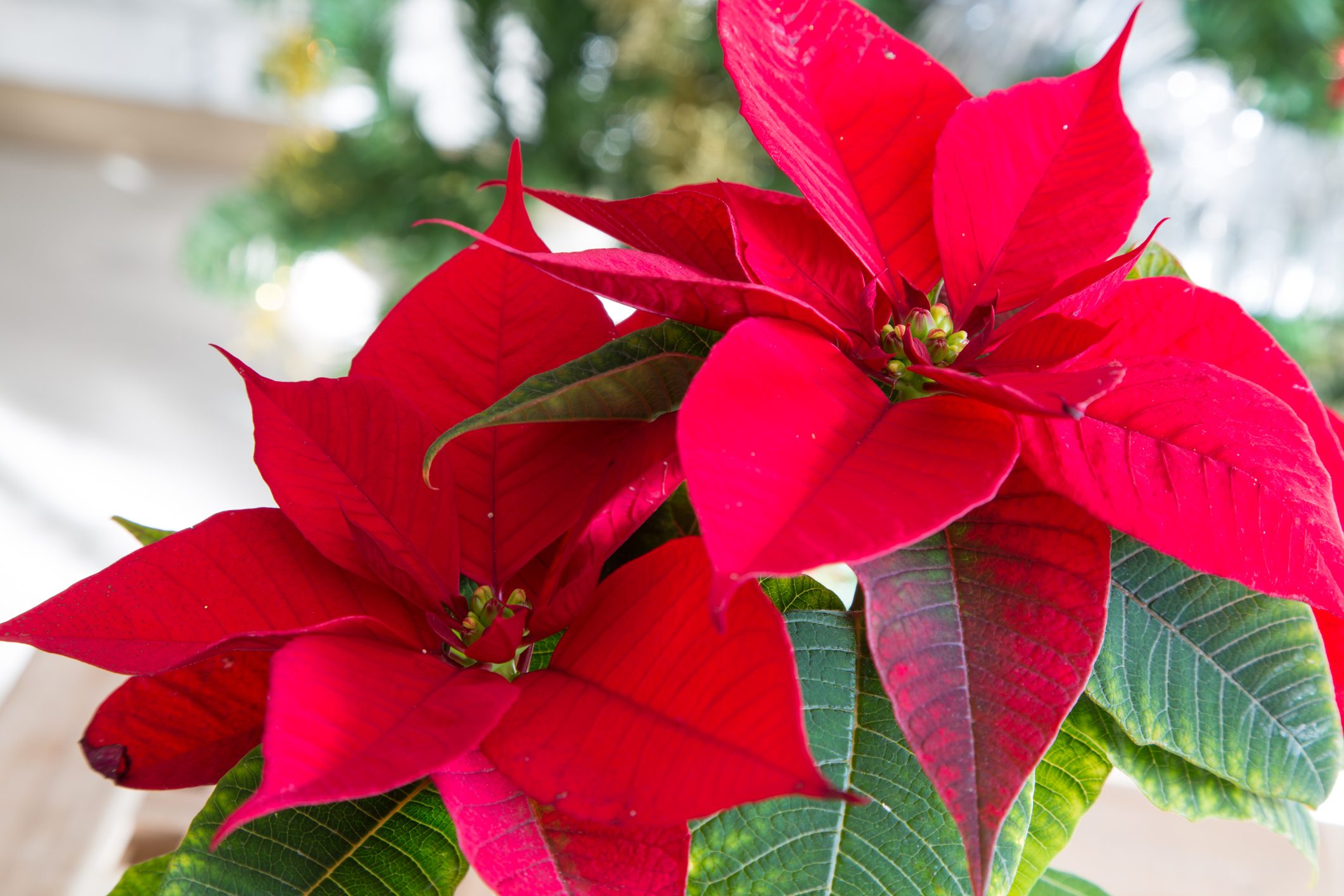 beautiful poinsettia close up