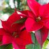 14 Best Christmas Plants and Flowers for the Holiday Season