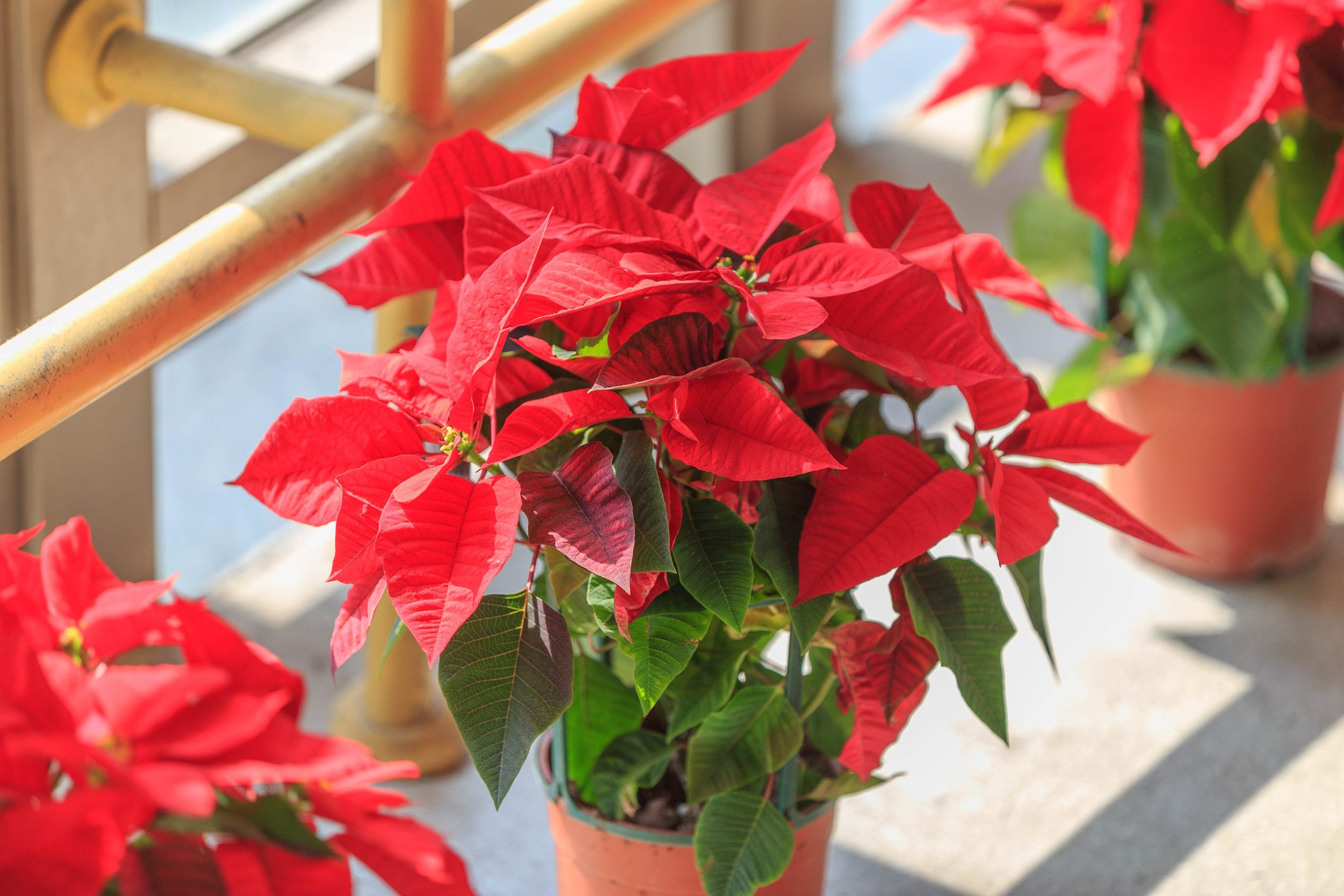 Poinsettia (Common Poinsettia ; X'mas Flower)