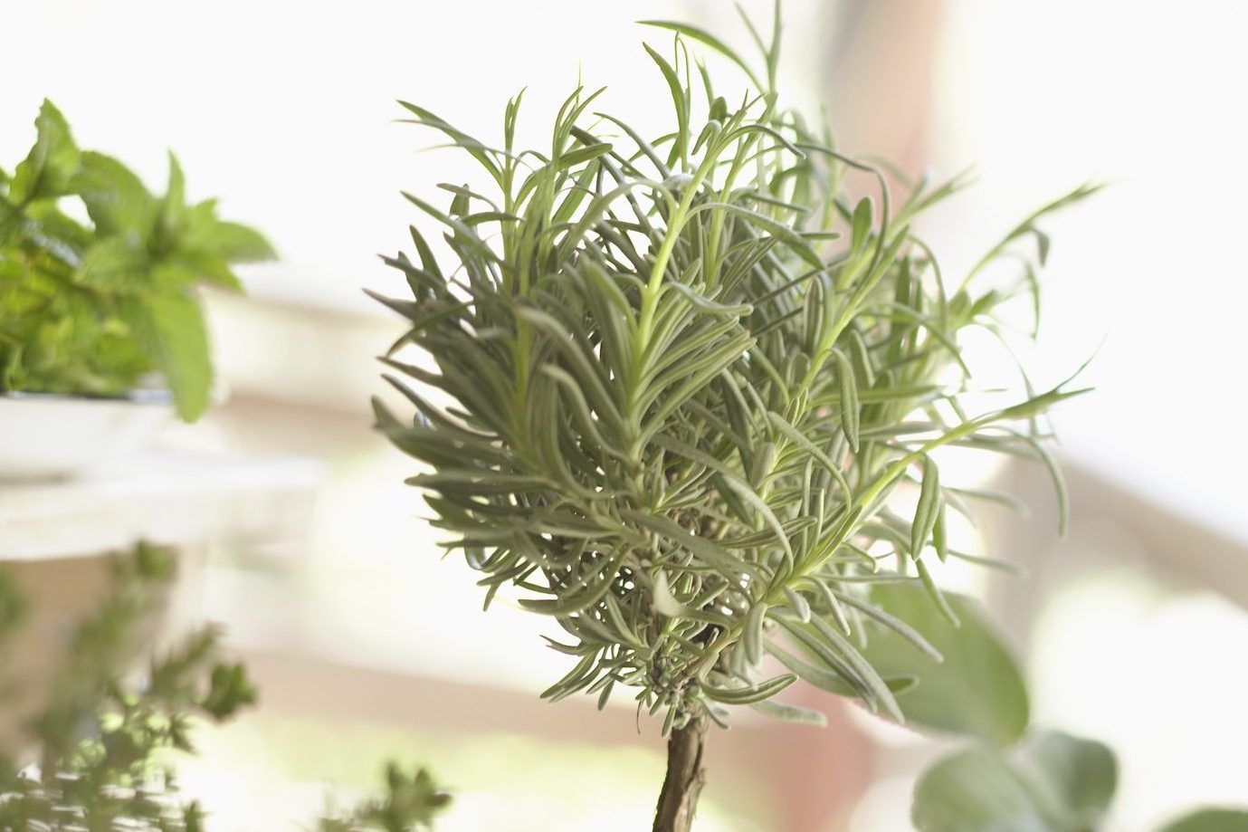 Potted culinary herbs