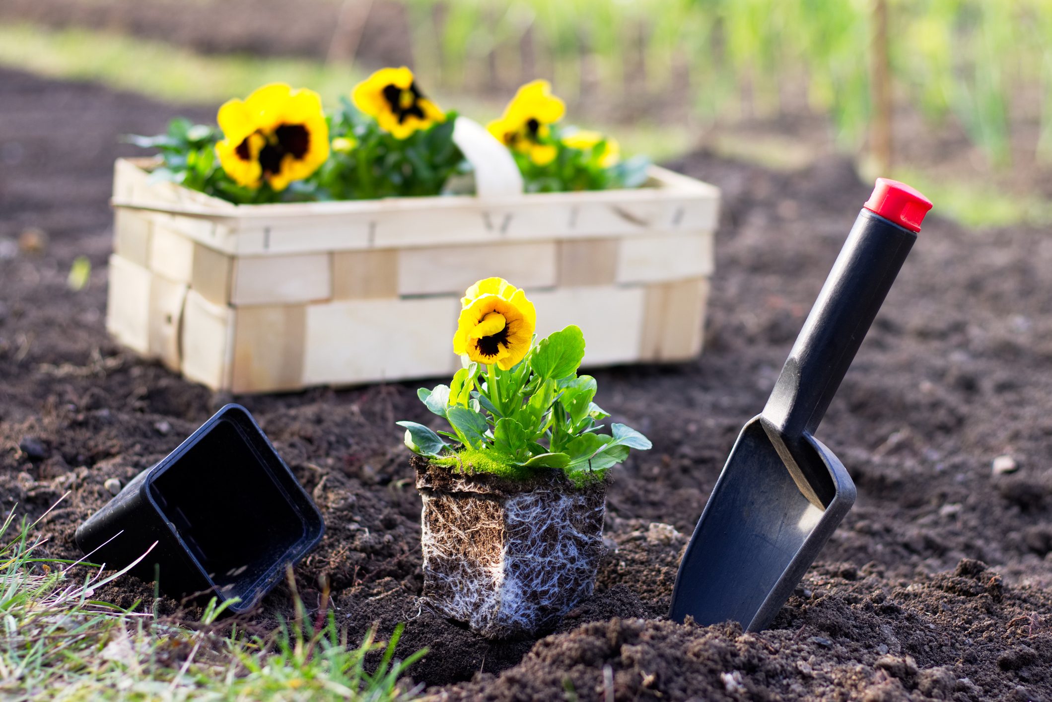 Planting spring flowers in garden