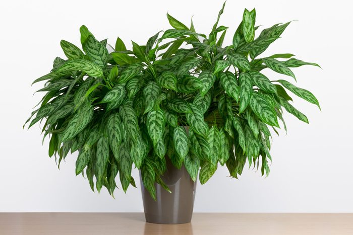 Large Aglaonema Maria, Chinese evergreen houseplant