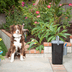 The 7 Best Garbage Cans for Dog and Cat Poop