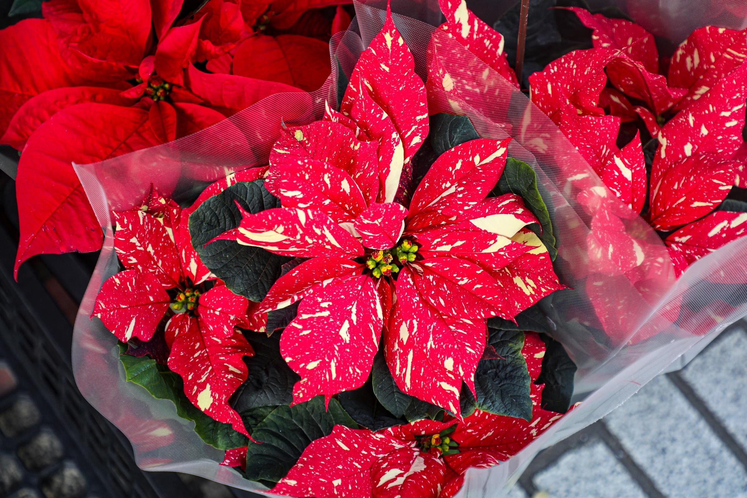 The Indigenous History of the Cuetlaxochitl— AKA the Poinsettia