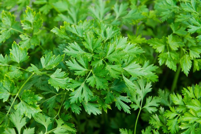 full frame of parsley leaves