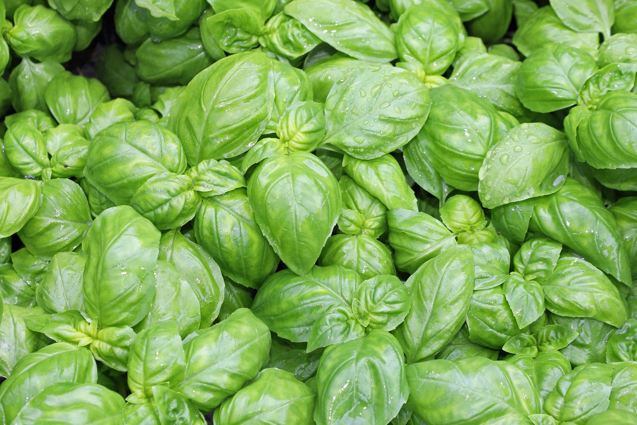 many fresh leaves of basil