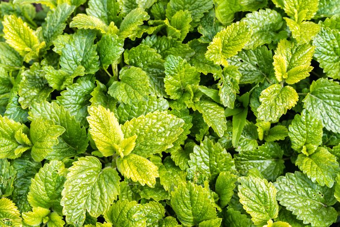 Natural background with lemon balm medicinal plant.