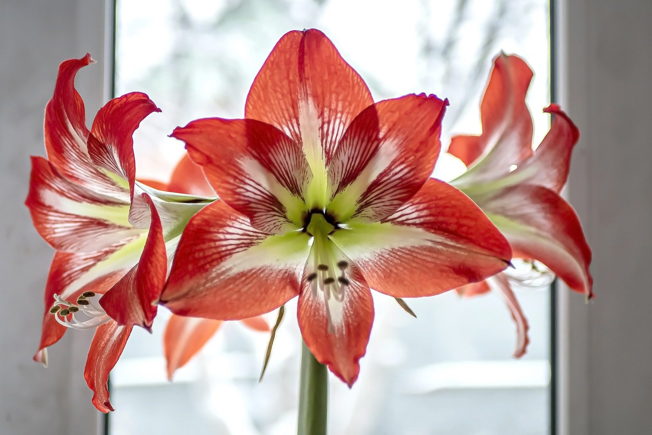 How to Keep an Amaryllis Plant Alive After Christmas