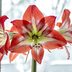 How to Keep an Amaryllis Plant Alive After Christmas