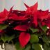 How To Keep a Poinsettia Alive After Christmas