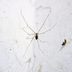 Spiders in Your Basement? Here's How to Get Rid of Them and Keep Them Out