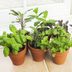 The 10 Best Plants for an Indoor Herb Garden