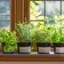 Starting an Indoor Herb Garden