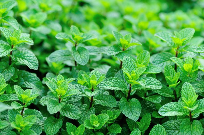 mint plant grow at vegetable garden