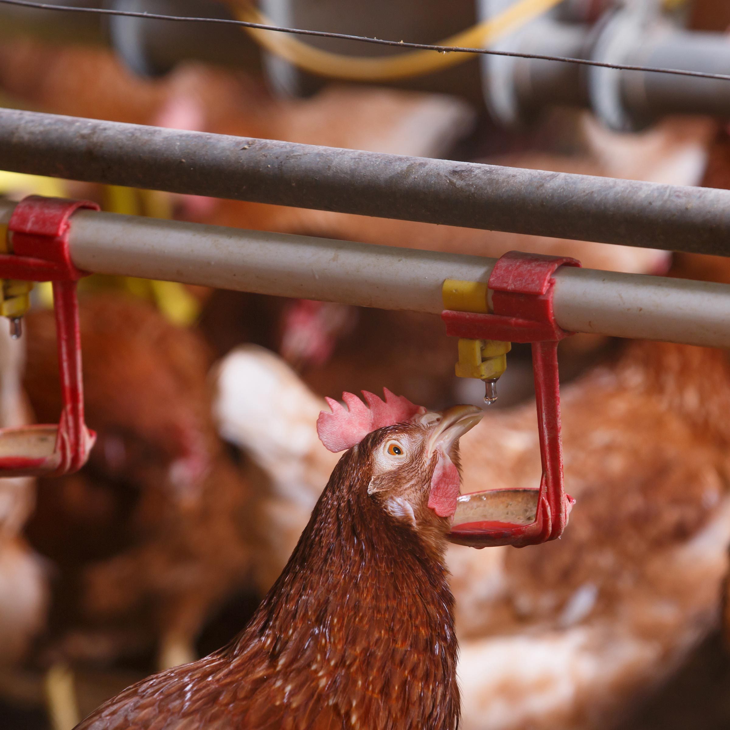 Farm Chicken Drinking From Waterer