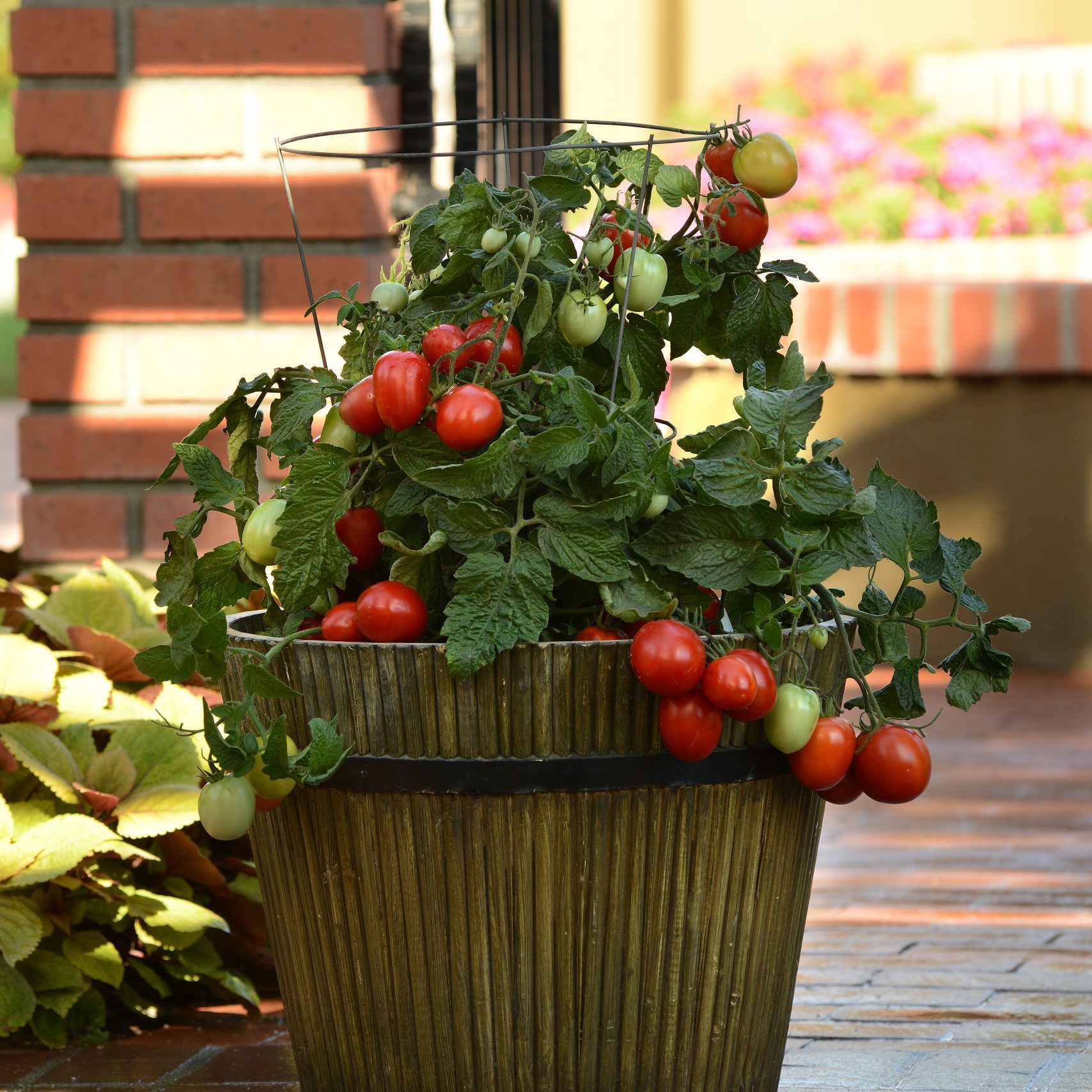 Little Napoli Tomato