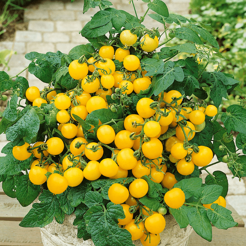 Tomato Patio Choice Yellow Square